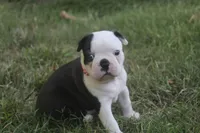 Pink, a female Boston Terrier for sale in Tarboro, NC – 2 of 3