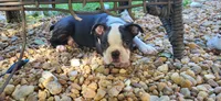 Blue, a male Boston Terrier for sale in Tarboro, NC – 1 of 5