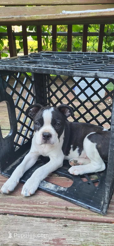 Yellow – Boston Terrier puppy for sale in Tarboro, NC
