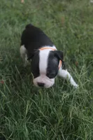 Orange, a female Boston Terrier for sale in Tarboro, NC – 3 of 3