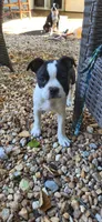 Yellow, a male Boston Terrier for sale in Tarboro, NC – 2 of 6