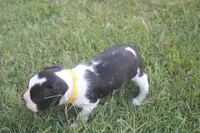 Yellow, a male Boston Terrier for sale in Tarboro, NC – 2 of 3