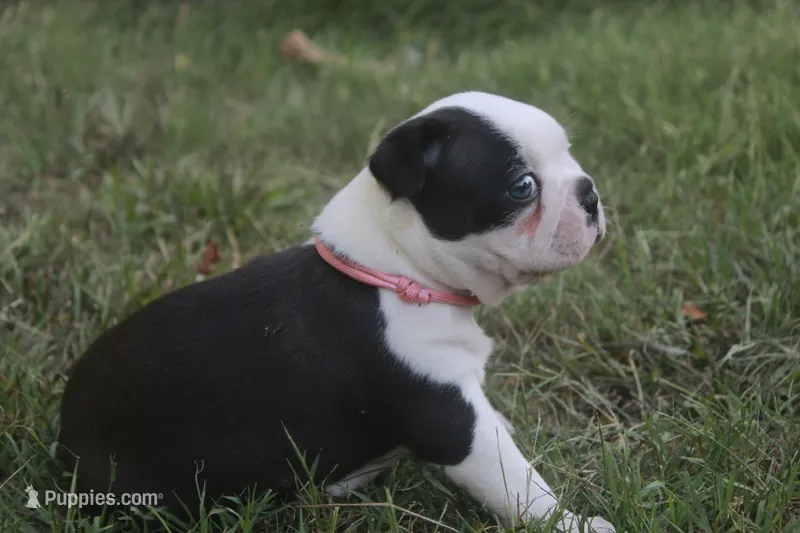 Pink – Boston Terrier puppy for sale in Tarboro, NC