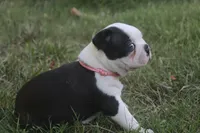 Pink, a female Boston Terrier for sale in Tarboro, NC – 1 of 3