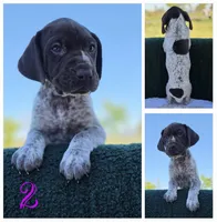 GSP, a female German Shorthaired Pointer for sale in Spokane, WA – 5 of 8