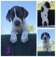 GSP, a female German Shorthaired Pointer for sale in Spokane, WA – 7 of 8