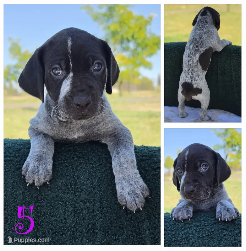 GSP – German Shorthaired Pointer puppy for sale in Spokane, WA