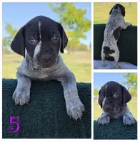 GSP, a female German Shorthaired Pointer for sale in Spokane, WA – 1 of 8
