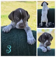 GSP, a female German Shorthaired Pointer for sale in Spokane, WA – 3 of 8