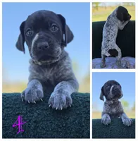 GSP, a female German Shorthaired Pointer for sale in Spokane, WA – 4 of 8