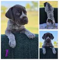 GSP, a female German Shorthaired Pointer for sale in Spokane, WA – 2 of 8