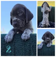 GSP, a female German Shorthaired Pointer for sale in Spokane, WA – 8 of 8