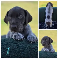 GSP, a female German Shorthaired Pointer for sale in Spokane, WA – 6 of 8
