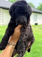 Poodle, a male Poodle - Standard  for sale in Dallas, TX – Photo 4 of 4