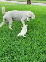 Poodle, a male Poodle - Standard  for sale in Dallas, TX – Photo 3 of 4