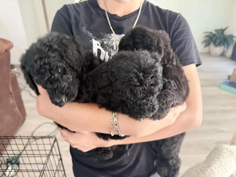 Poodle – Poodle - Standard  puppy for sale in Dallas, TX
