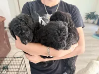 Poodle, a male Poodle - Standard  for sale in Dallas, TX – Photo 1 of 4