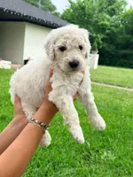 Poodle, a male Poodle - Standard  for sale in Dallas, TX – Photo 2 of 4