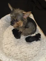 Boy, a male Yorkshire Terrier for sale in Oklahoma City, OK – Photo 6 of 6