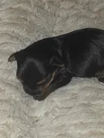 Boy, a male Yorkshire Terrier for sale in Oklahoma City, OK – Photo 2 of 6