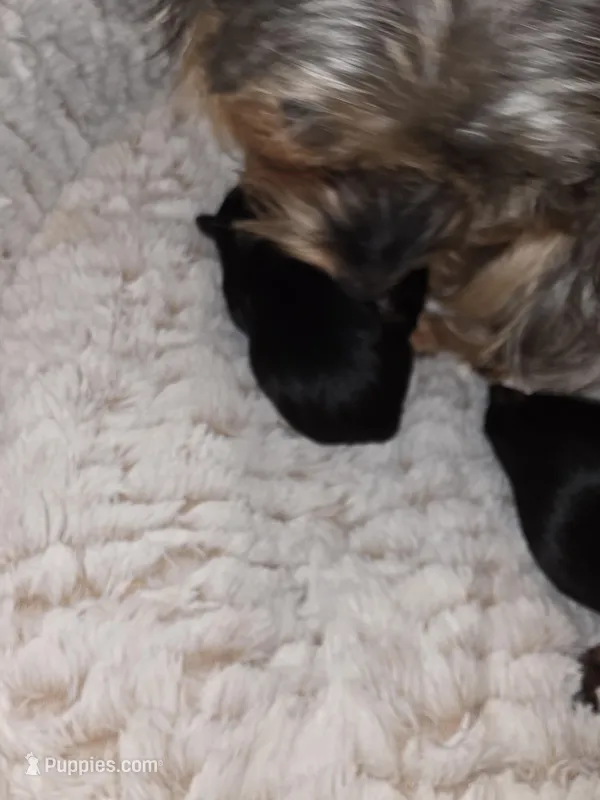 Boy – Yorkshire Terrier puppy for sale in Oklahoma City, OK