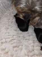 Boy, a male Yorkshire Terrier for sale in Oklahoma City, OK – Photo 1 of 6