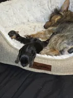 Boy, a male Yorkshire Terrier for sale in Oklahoma City, OK – Photo 5 of 6