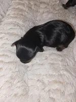 Boy, a male Yorkshire Terrier for sale in Oklahoma City, OK – Photo 4 of 6