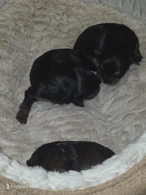 Baby girl – Yorkshire Terrier puppy for sale in Oklahoma City, OK