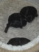 Baby girl, a female Yorkshire Terrier for sale in Oklahoma City, OK – Photo 1 of 5