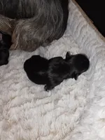 Baby girl, a female Yorkshire Terrier for sale in Oklahoma City, OK – Photo 4 of 5