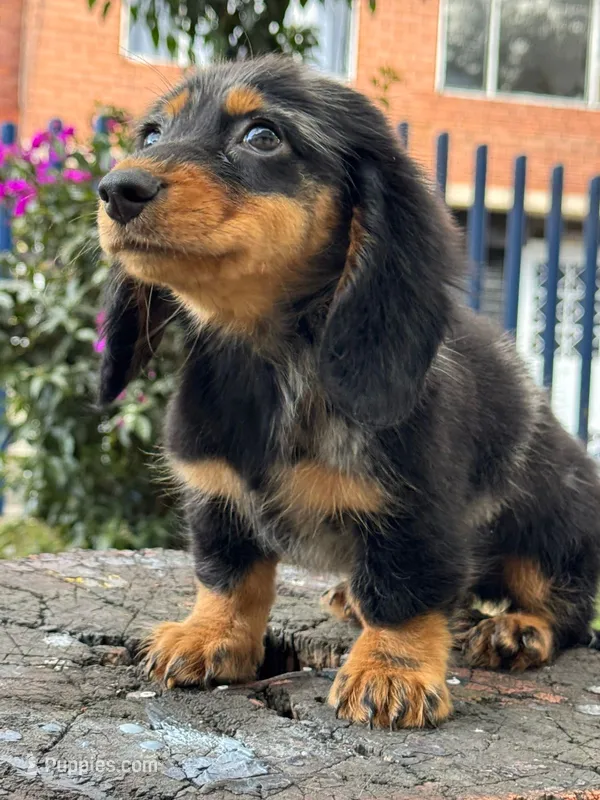 Oreo – Miniature Dachshund puppy for sale in Orlando, FL