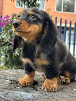 Oreo, a male Miniature Dachshund for sale in Orlando, FL – 1 of 6