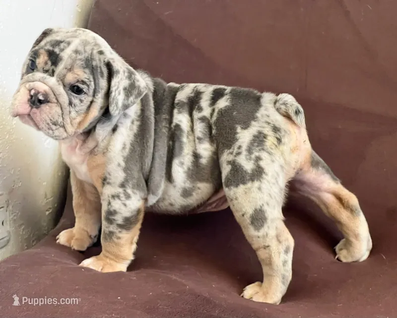 Blue  – English Bulldog puppy for sale in Orlando, FL