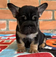 Blacky, a male French Bulldog for sale in Orlando, FL – 5 of 8