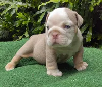 Ronny, a male English Bulldog for sale in Orlando, FL – Photo 4 of 4