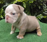 Ronny, a male English Bulldog for sale in Orlando, FL – Photo 3 of 4
