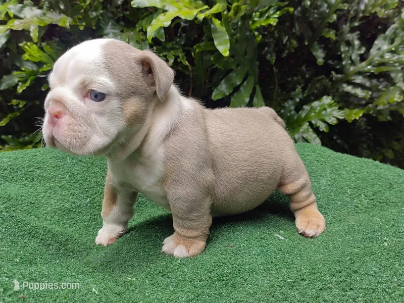 Ronny – English Bulldog puppy for sale in Orlando, FL