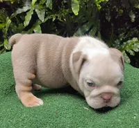 Ronny, a male English Bulldog for sale in Orlando, FL – Photo 2 of 4