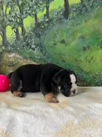 Rambo , a male English Bulldog for sale in Orlando, FL – 5 of 9