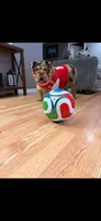 Rambo , a male English Bulldog for sale in Orlando, FL – 6 of 6