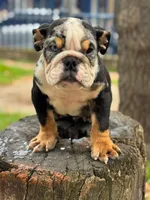 Blacky , a male English Bulldog for sale in Orlando, FL – 7 of 7