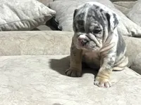 Blue , a male English Bulldog for sale in Orlando, FL – 7 of 8