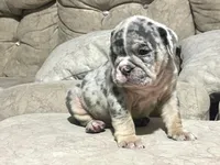 Blue , a male English Bulldog for sale in Orlando, FL – 3 of 8
