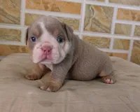 Liz, a female English Bulldog for sale in Orlando, FL – Photo 2 of 7