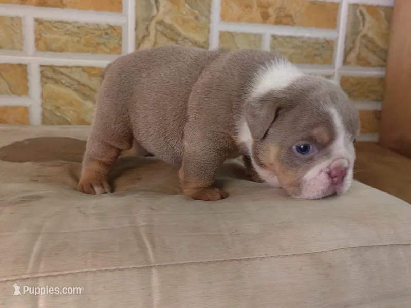 Liz – English Bulldog puppy for sale in Orlando, FL