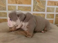 Liz, a female English Bulldog for sale in Orlando, FL – Photo 4 of 7