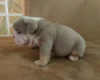 Liz, a female English Bulldog for sale in Orlando, FL – Photo 6 of 7