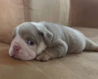 Liz, a female English Bulldog for sale in Orlando, FL – Photo 7 of 7