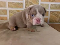 Liz, a female English Bulldog for sale in Orlando, FL – Photo 3 of 7